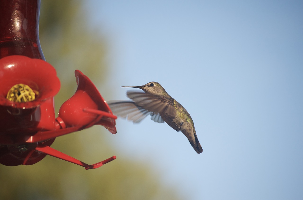 Kolibris, Gamta, Nektaras, Nemokamos Nuotraukos,  Nemokama Licenzija