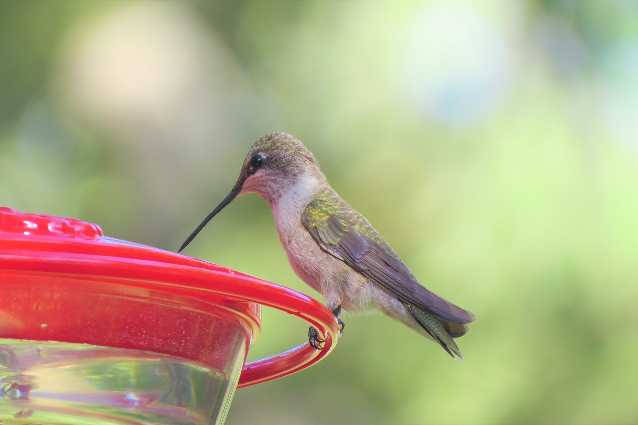 Kolibris, Žalias, Laukinė Gamta, Gamta, Nemokamos Nuotraukos,  Nemokama Licenzija