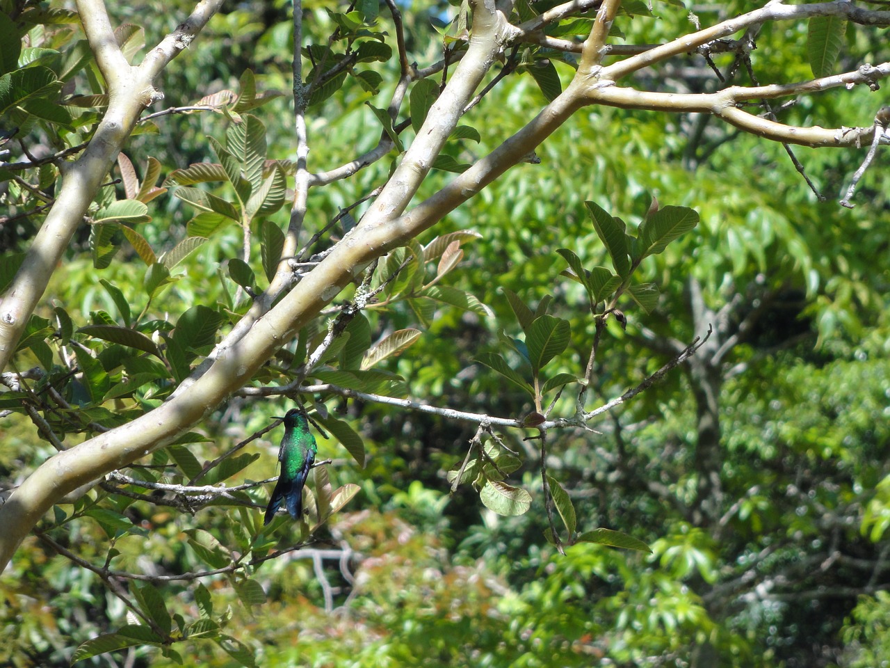 Kolibris, Miškas, Laukinė Gamta, Birding, Nemokamos Nuotraukos,  Nemokama Licenzija