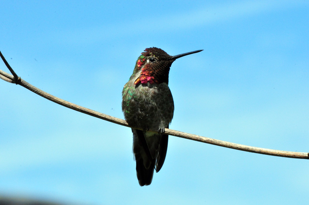 Kolibris, Paukštis, Bl, Laukinė Gamta, Gamta, Gyvūnas, Mėlynas, Egzotiškas, Atogrąžų, Hummingas