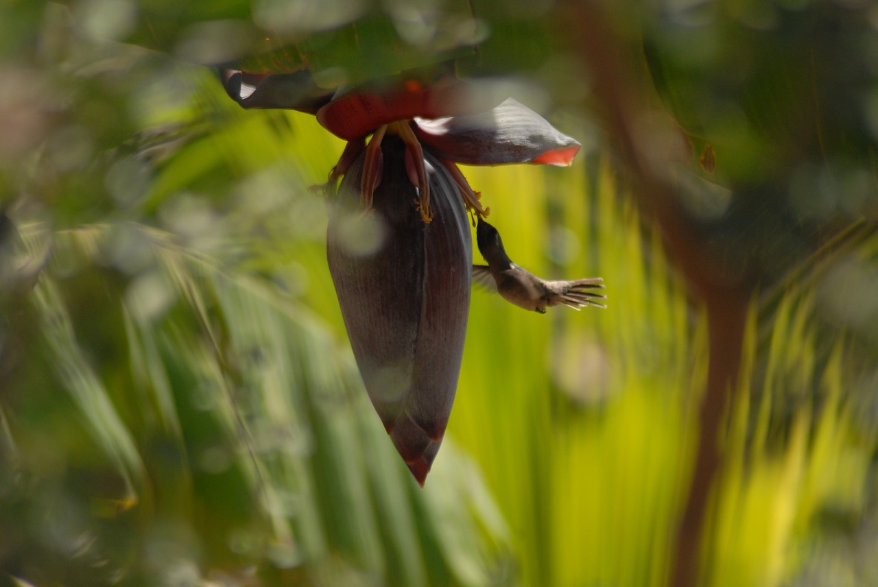 Kolibris, Bananas, Kraštovaizdis, Nemokamos Nuotraukos,  Nemokama Licenzija