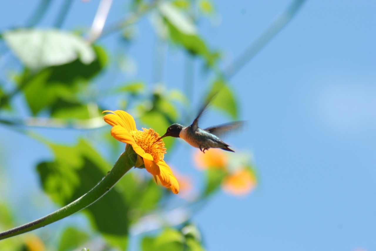 Kolibris, Gėlių Alkahuale, Skraidantis, Nemokamos Nuotraukos,  Nemokama Licenzija