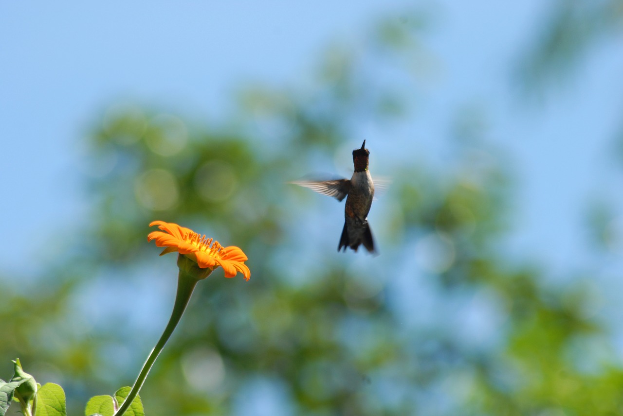 Kolibris, Gėlių Alkahuale, Skraidantis, Nemokamos Nuotraukos,  Nemokama Licenzija