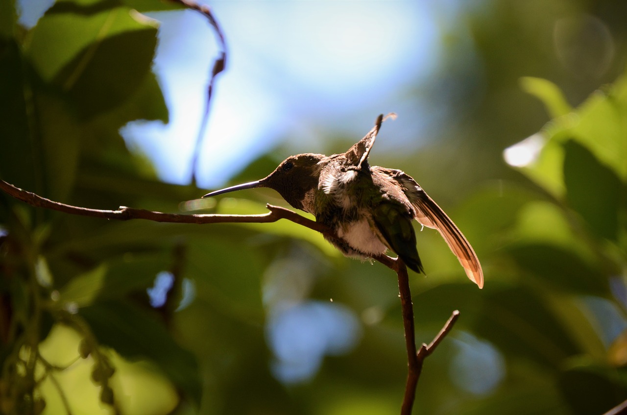 Kolibris,  Medis,  Saulės,  Mažas,  Gyvūnijos,  Paukštis,  Snapas,  Filialas,  Gyvūnas,  Sėdi