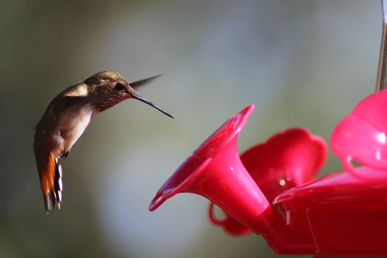 Kolibris, Paukštis, Maitinimas, Mažas, Mažas, Plakimas, Nektaras, Nemokamos Nuotraukos,  Nemokama Licenzija