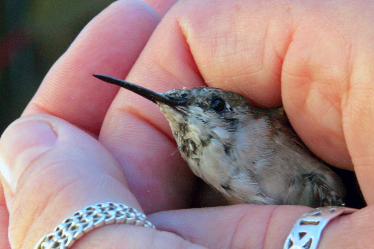 Kolibris, Ranka, Paukštis, Gamta, Gyvūnas, Kūrybingas, Žiedas, Mažai, Plunksna, Nemokamos Nuotraukos