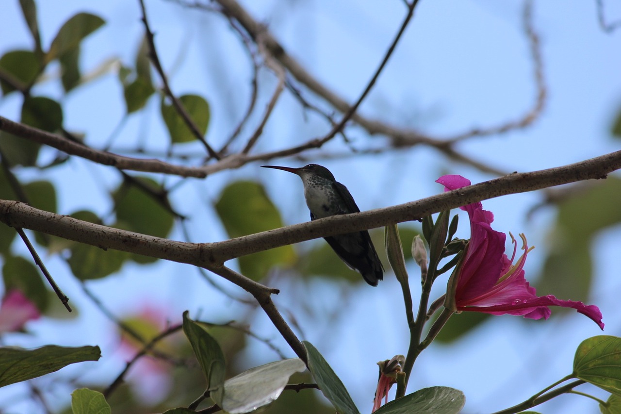 Kolibris, Paukštis, Kolibu Krūmas, Sėdi Paukštis, Nemokamos Nuotraukos,  Nemokama Licenzija