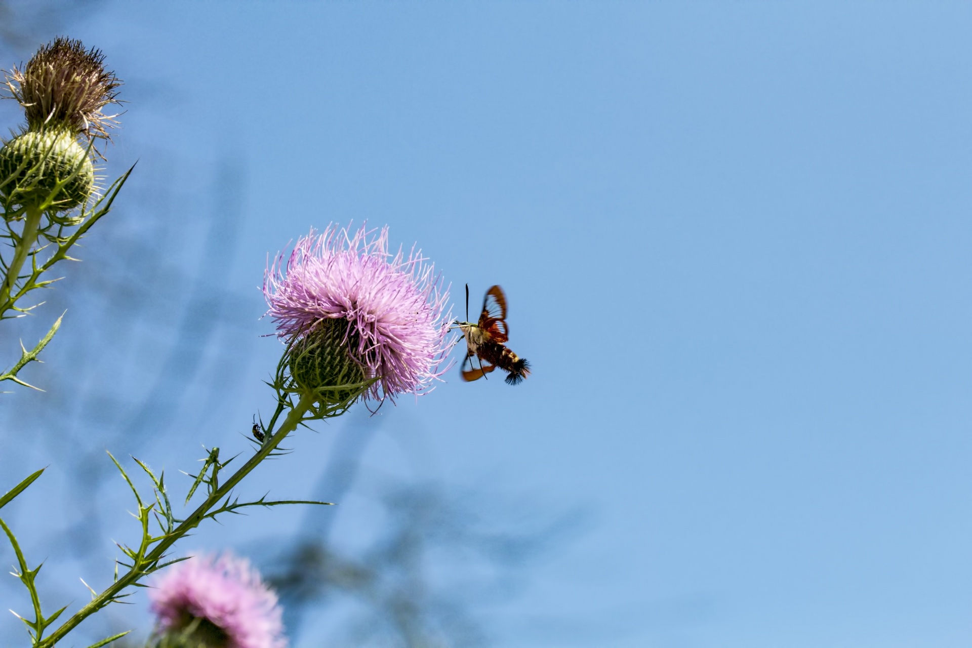 Hummingbird & Nbsp,  Moth,  Drugys,  Valgomasis Kumpis,  Gamta,  Grožis & Nbsp,  Gamta,  Clearwing,  Laukinė Gamta,  Kolibrio Melas