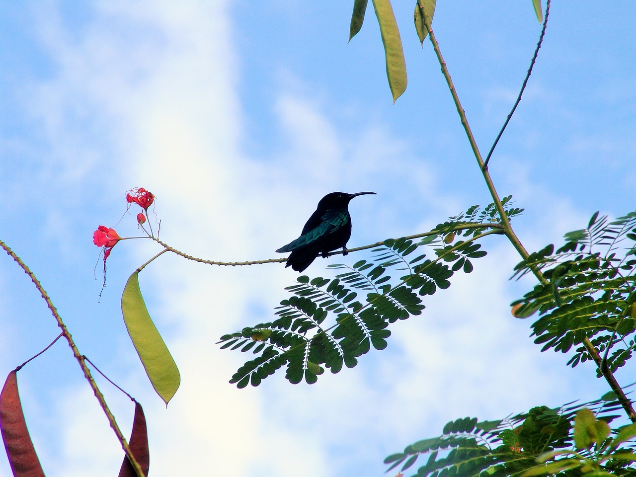 Hummingbirds, Martinique, Karibai, Paukštis, Nemokamos Nuotraukos,  Nemokama Licenzija