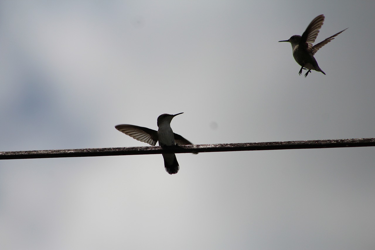 Kolibriniai,  Du Kolibriniai,  Kolibriniai Skrydžio, Nemokamos Nuotraukos,  Nemokama Licenzija