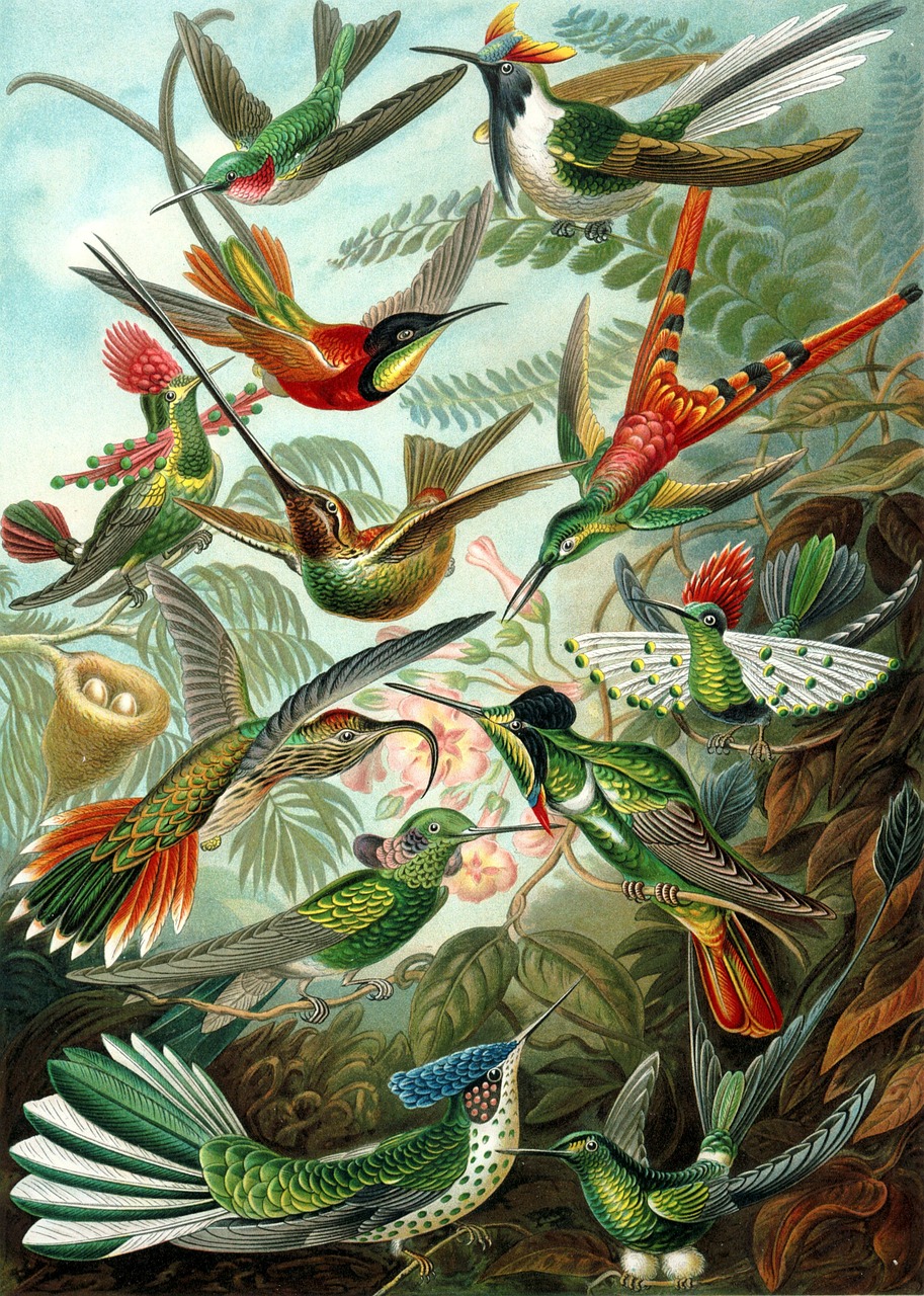 Hummingbirds, Paukščiai, Trochilidae, Haeckel, Pamainos, Apodiformes, Nemokamos Nuotraukos,  Nemokama Licenzija