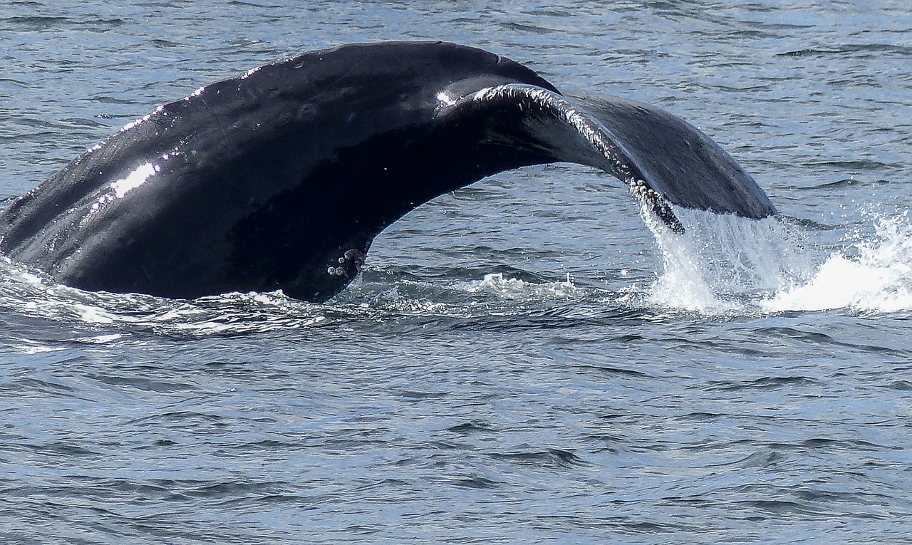 Kuprotasis Banginis, Uodega, Natūralus Spektaklis, Gamta, Žinduolis, Gyvūnas, Laukinė Gamta, Kolosas, Vandens, Vandenynas