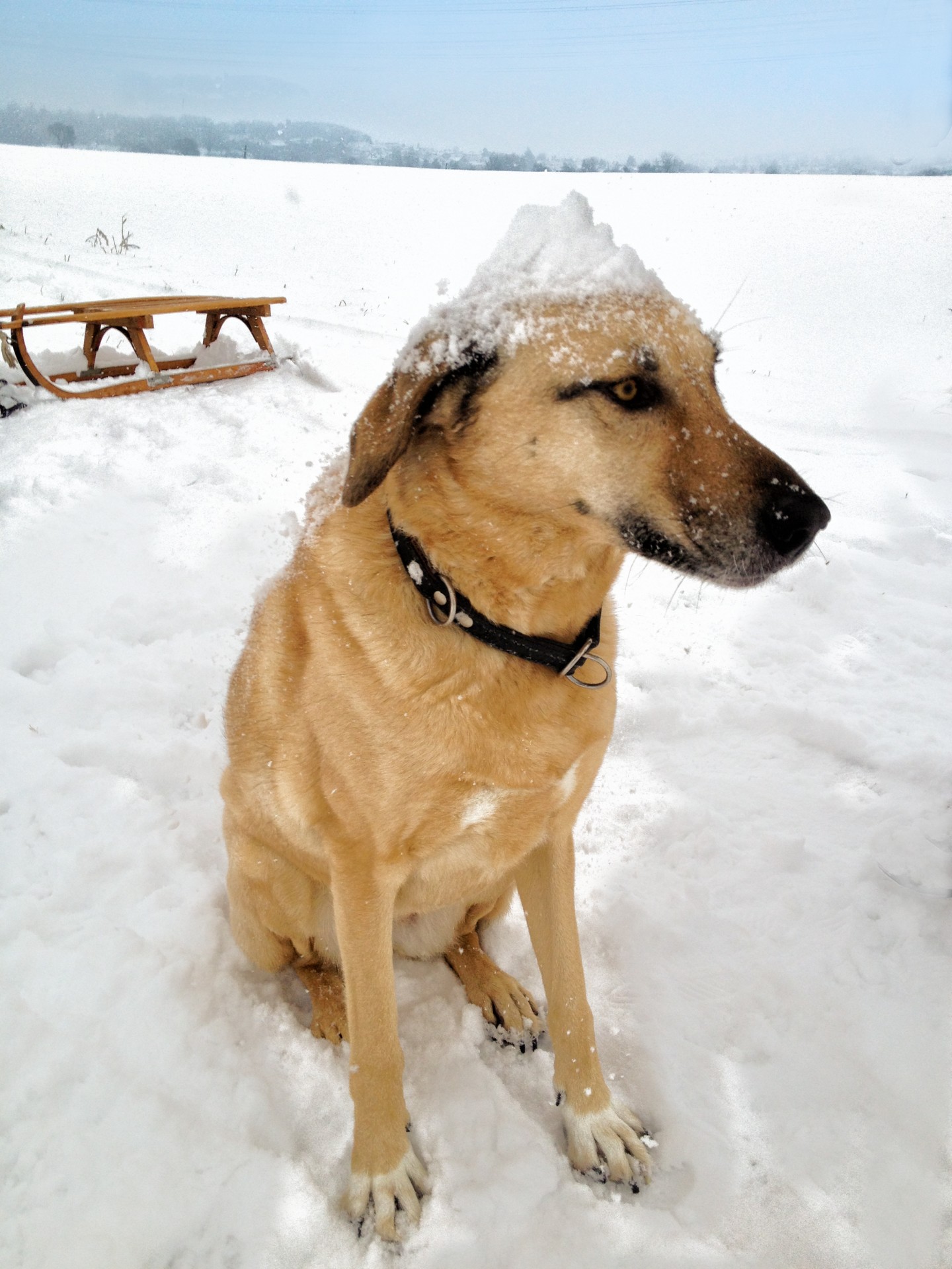 Šuo,  Sniegas,  Žiema,  Galva,  Gamta,  Šuo Sniege, Nemokamos Nuotraukos,  Nemokama Licenzija