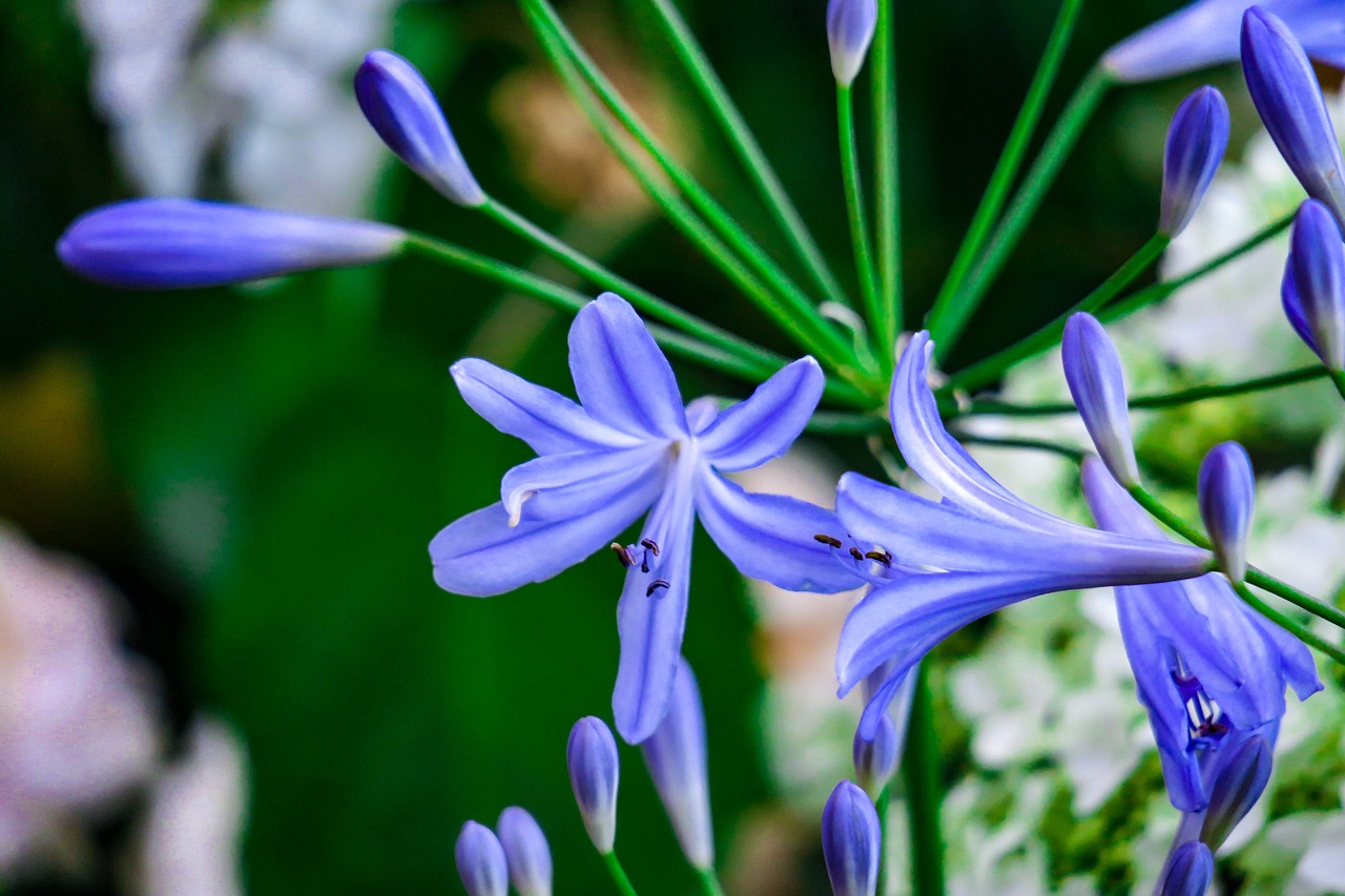 Šimtai Sub-Lotus,  Gėlė,  Violetinė,  Žali Lapai,  Pobūdį,  Paukščių Gėlės,  Xie, Nemokamos Nuotraukos,  Nemokama Licenzija