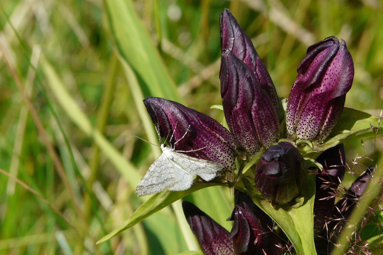 Vengrų Gentian, Gentiana Pannonica, Žiedas, Žydėti, Baltas Kaktos Įtempiklis, Uždaryti, Gentian, Augalas, Drugys, Nemokamos Nuotraukos