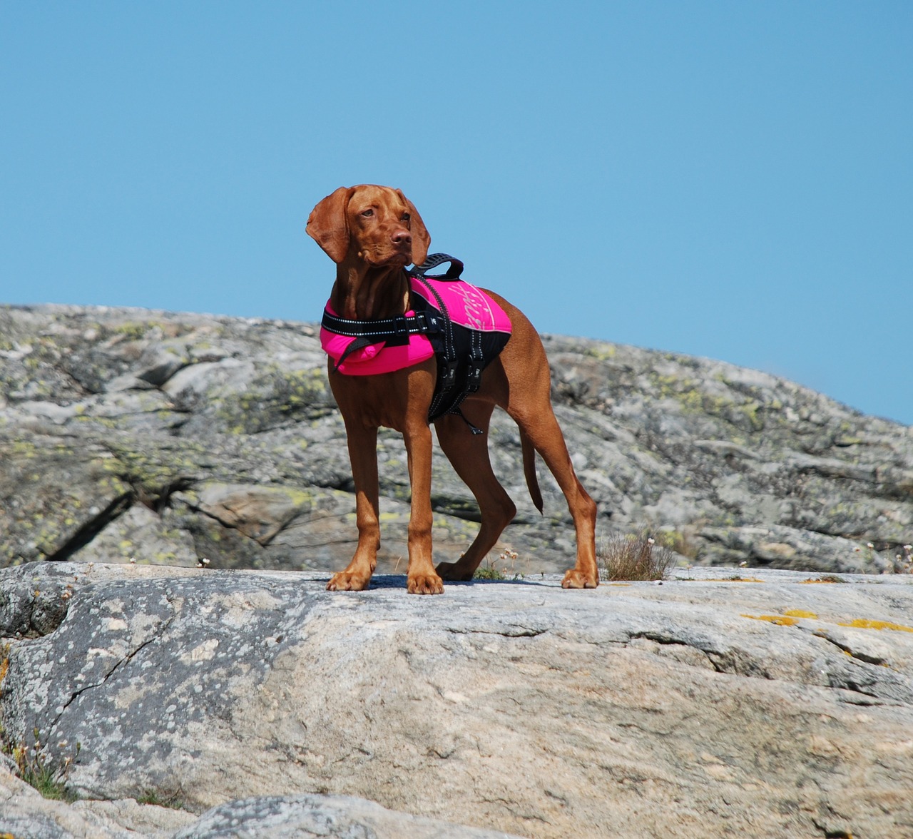 Vengrų Vizlas, Šuo, Gelbėjimosi Liemenė, Båthund, Nemokamos Nuotraukos,  Nemokama Licenzija