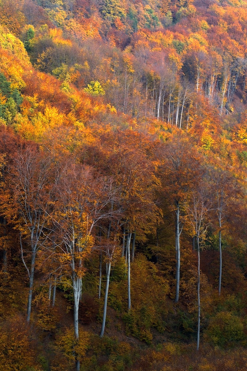 Vengrija, Mátra Kalnai, Kraštovaizdis, Rudens Žiburiai, Rudens Miškas, Kalnai, Grožis, Lapai, Nemokamos Nuotraukos,  Nemokama Licenzija