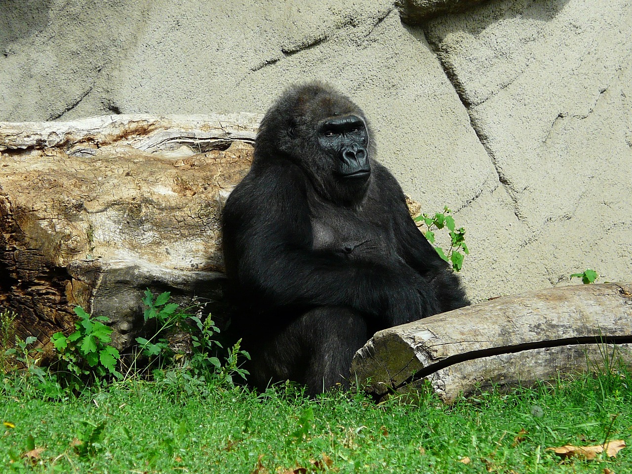 Vengrija, Budapest, Zoologijos Sodas, Gorila, Beždžionė, Juoda Gorila, Nemokamos Nuotraukos,  Nemokama Licenzija