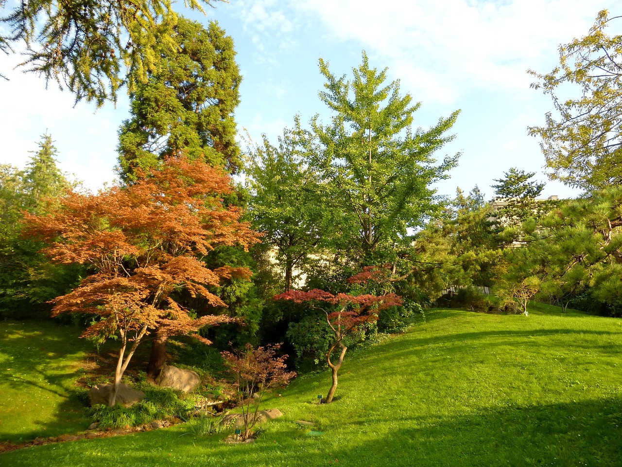 Vengrija, Budapest, Zoologijos Sodas, Japoniškas Sodas, Rudens Lapai, Mediena, Žolė, Šviesa, Šešėlis, Saulės Šviesa