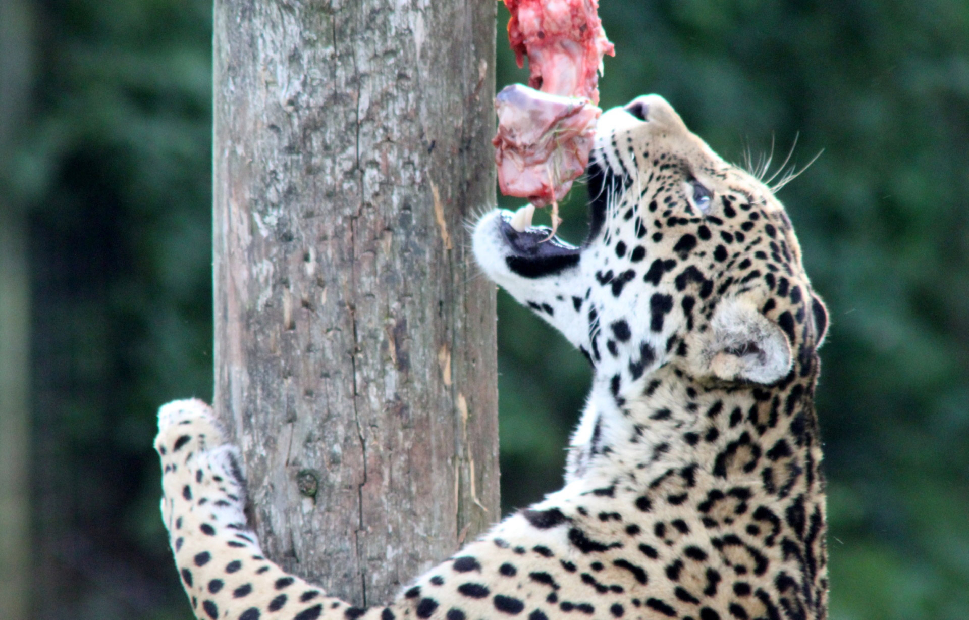 Leopardas,  Didelis,  Katė,  Maitinimas,  Alkanas Leopardas, Nemokamos Nuotraukos,  Nemokama Licenzija