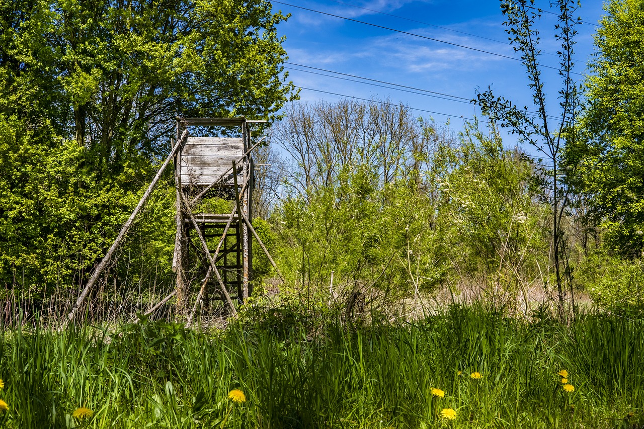 Medžiotojas Buvo, Žalias, Pieva, Dangus, Mėlynas, Medis, Žolė, Gamta, Kiaulpienė, Krūmai