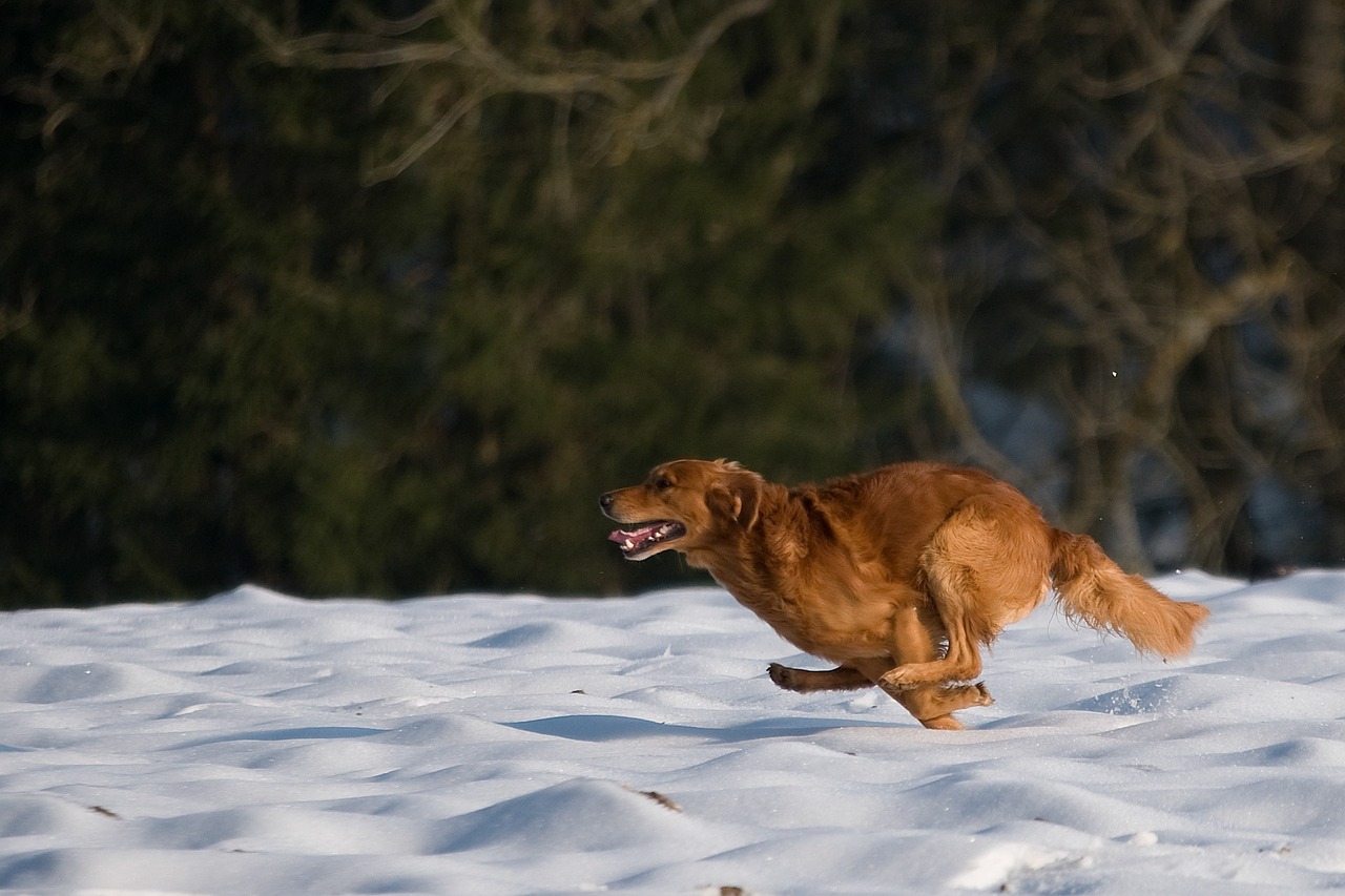 Medžioklės Šuo, Retriveris, Žiema, Sniegas, Dėmesio, Nemokamos Nuotraukos,  Nemokama Licenzija