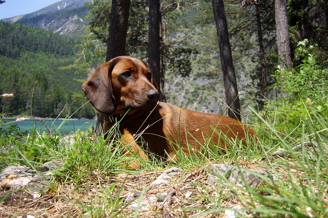 Medžioklės Šuo, Fernsteinsee, Tyrol, Nemokamos Nuotraukos,  Nemokama Licenzija