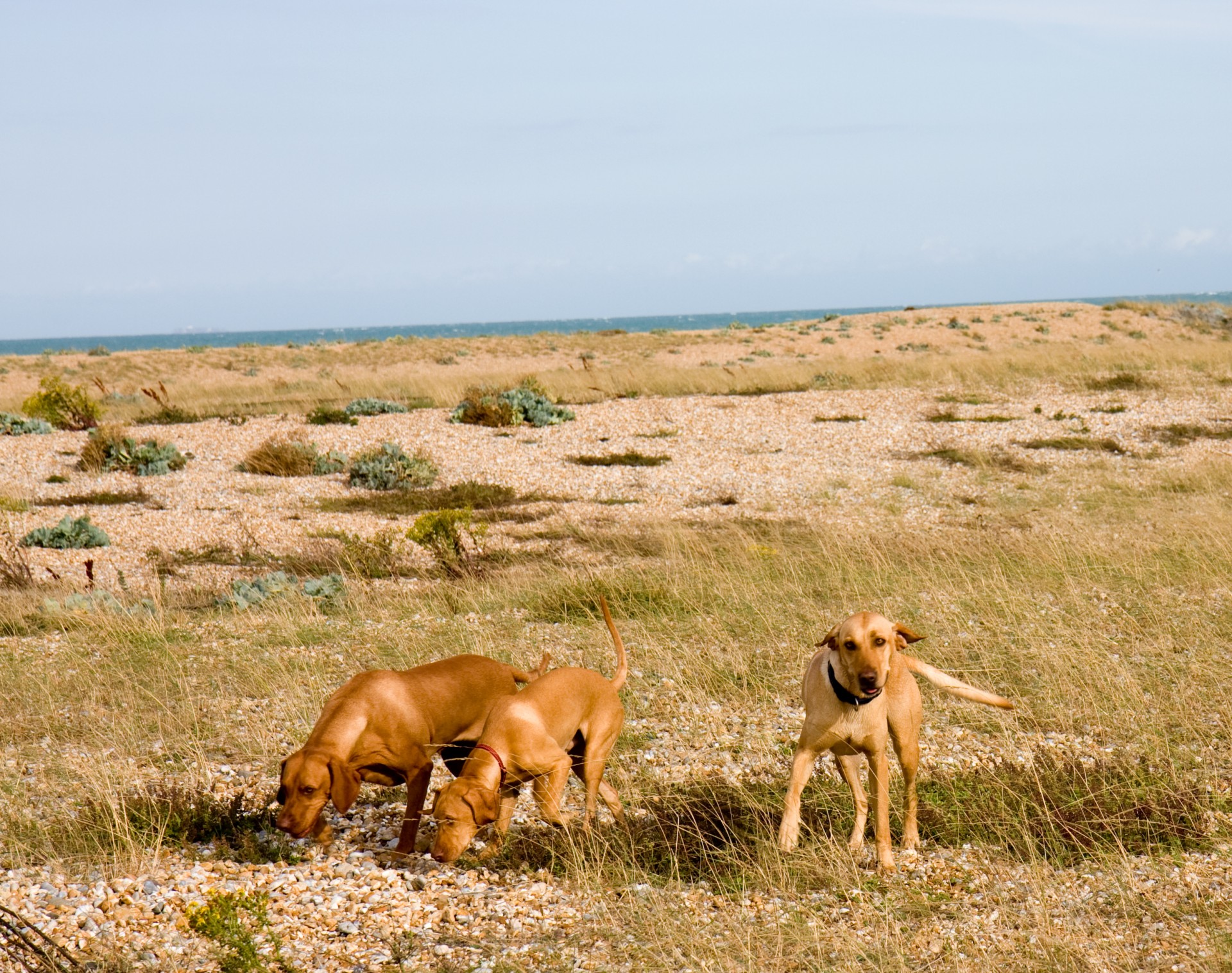 Šuo,  Šunys,  Labradoras,  Vizlas,  Šunys,  Naminis Gyvūnėlis,  Gyvūnas,  Medžioklė,  Sniffing,  Vaizdas