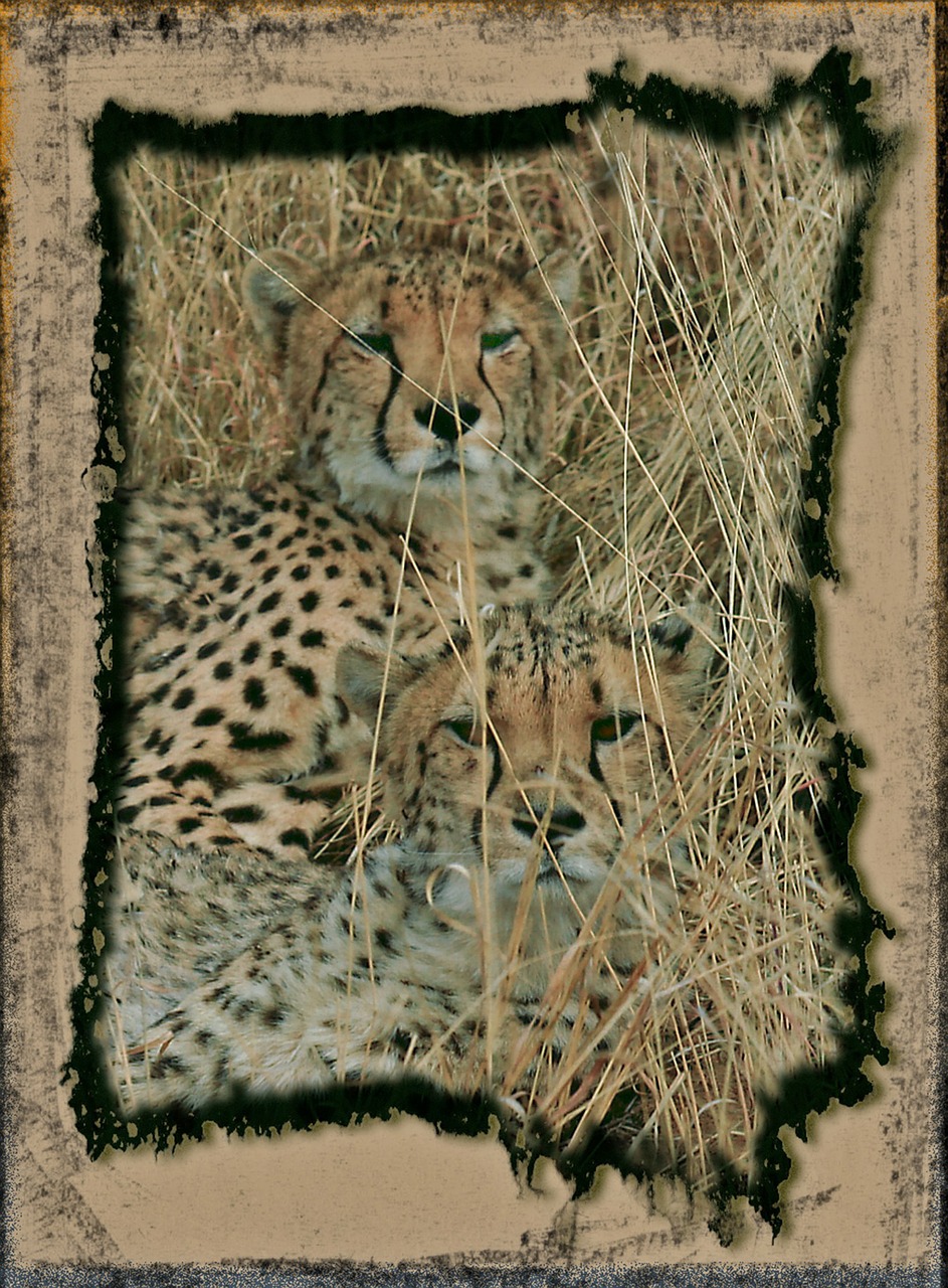 Medžioklė Leopardas, Gepardas, Greitai, Pavojingas, Gyvūnas, Katė, Laukiniai, Laukinė Gamta, Plėšrūnas, Medžioklė-Leopardas