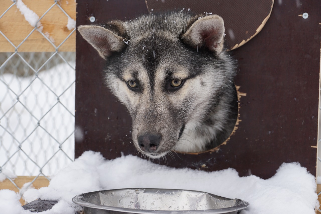 Huskie, Husky, Šuo, Nemokamos Nuotraukos,  Nemokama Licenzija