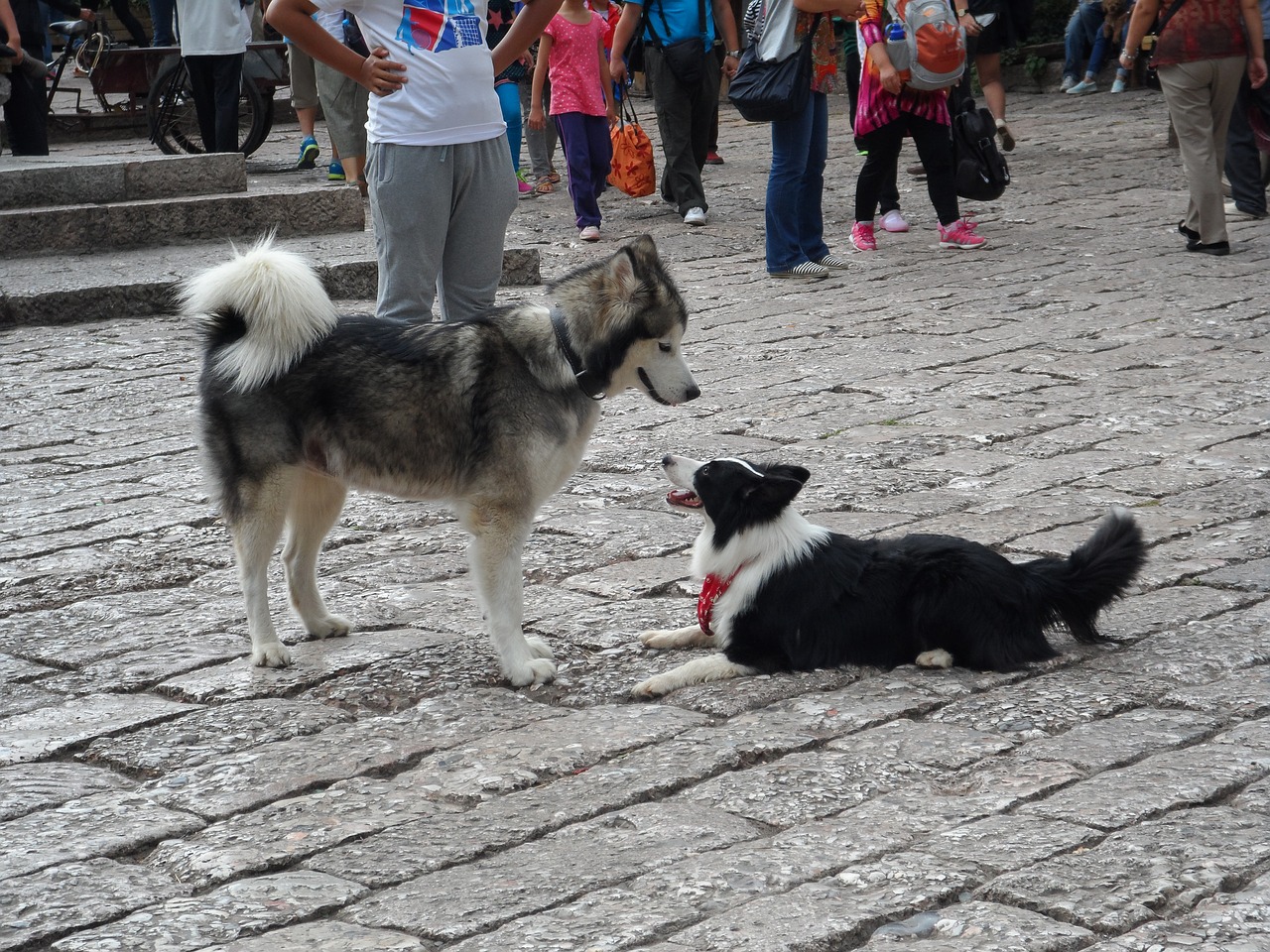 Huskies, Lijiang, Gyvūnas, Šuniukas, Susitikti, Tik Gatvė, Žaisti, Nemokamos Nuotraukos,  Nemokama Licenzija