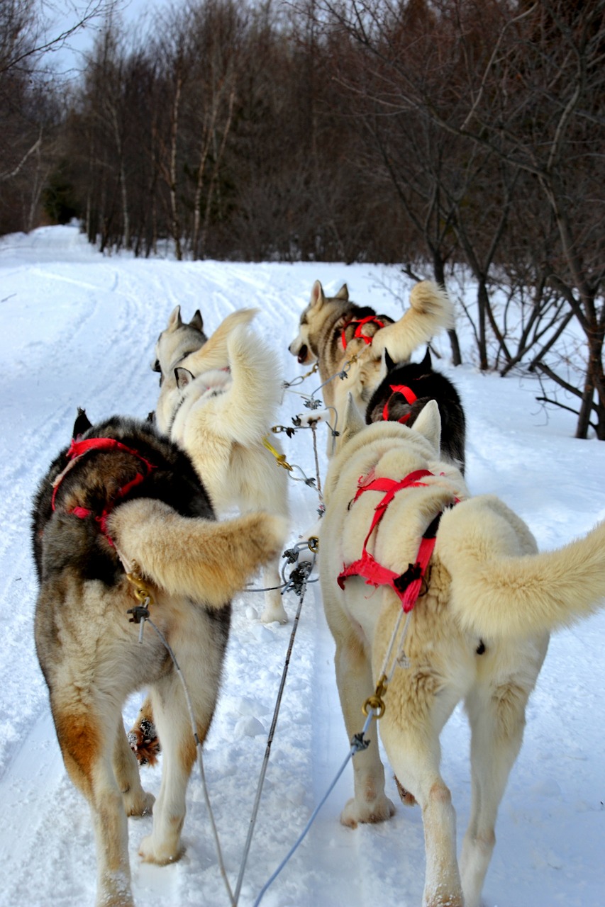 Huskies, Kelnės, Šunys, Sibiro Huskies, Sniegas, Žiema, Siberianas, Šunys, Naminis Gyvūnėlis, Gyvūnas