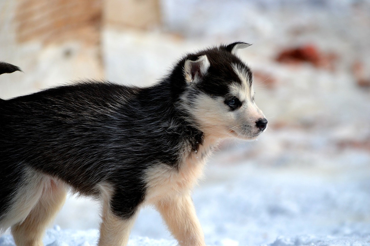 Huskies, Kelnės, Šunys, Sibiro Huskies, Sniegas, Žiema, Siberianas, Šunys, Naminis Gyvūnėlis, Gyvūnas