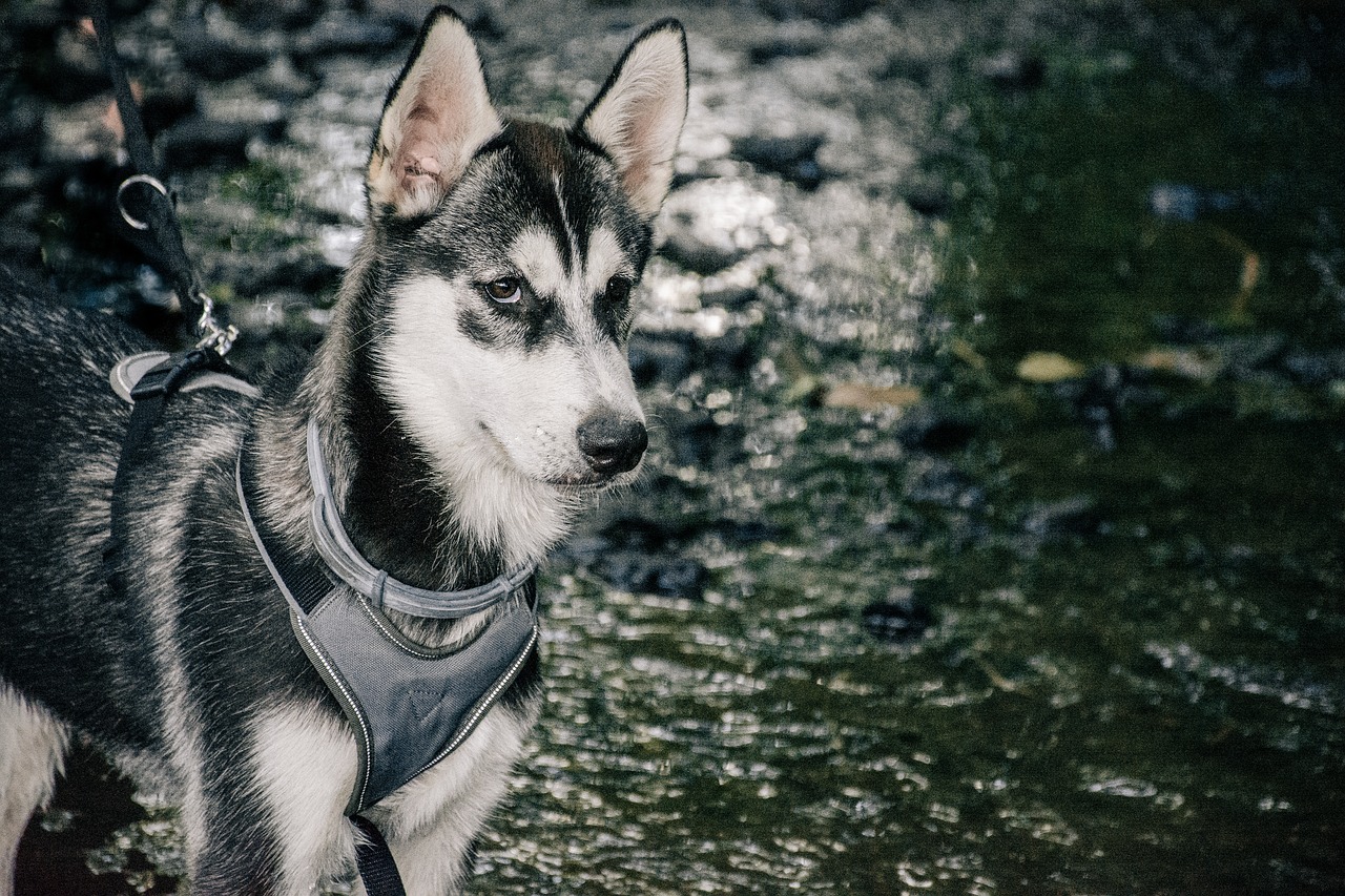 Huskies,  Stene,  Mielas,  Gyvūnas,  Šuo,  Šuniukas,  Jauna,  Laimingas,  Šunytis,  Pobūdį