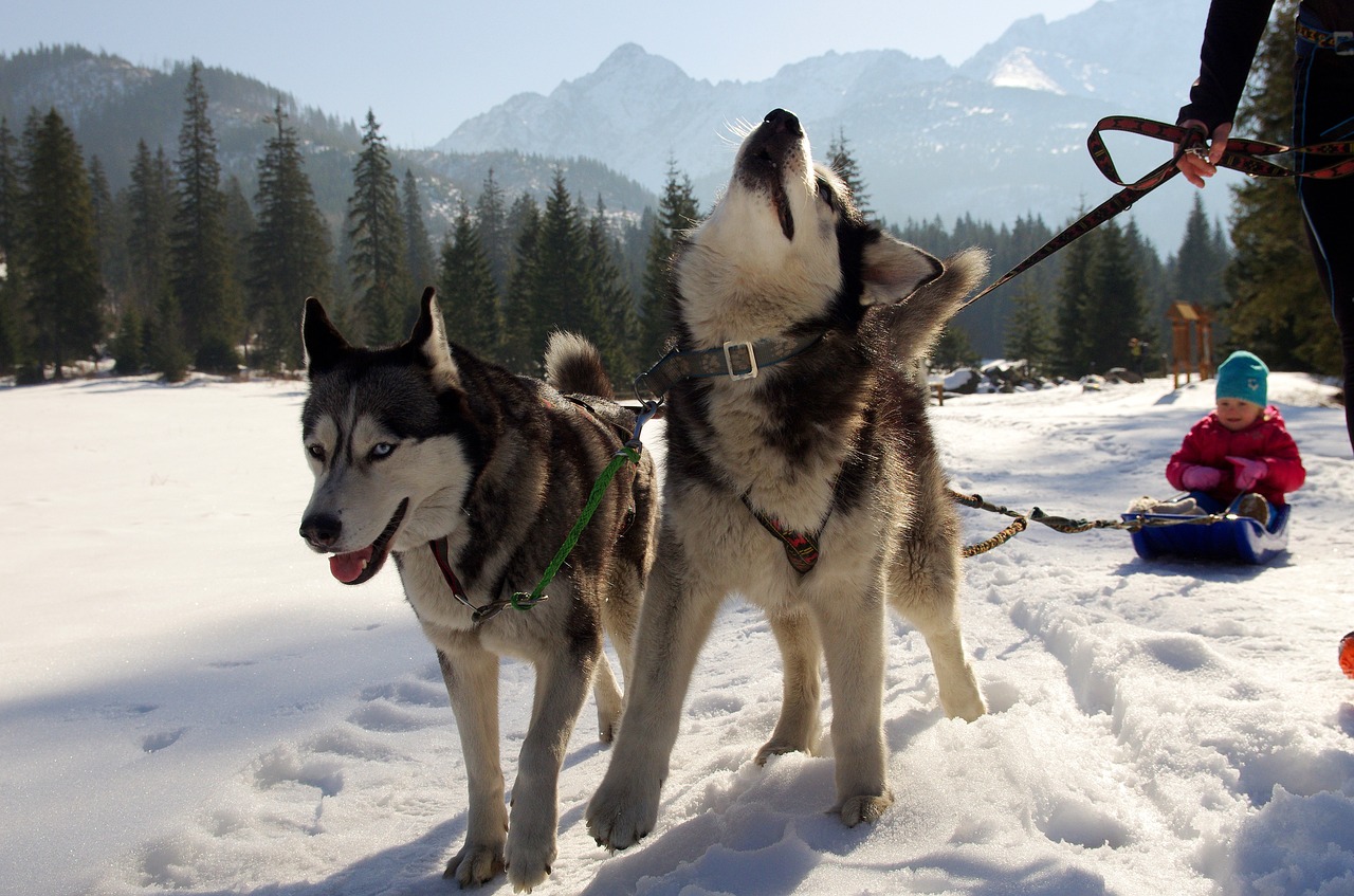 Husky, Sledžių Šunys, Adamczak, Nemokamos Nuotraukos,  Nemokama Licenzija