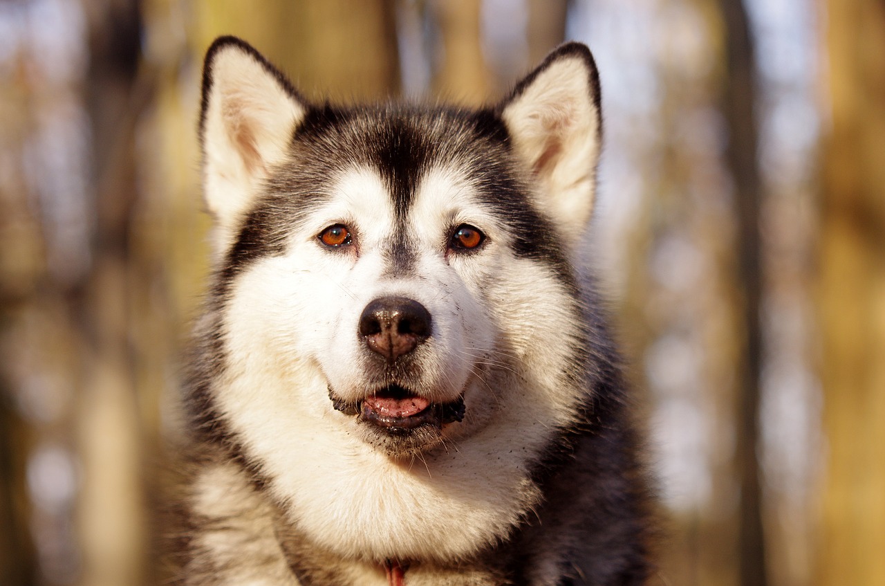 Husky, Sledžių Šunys, Adamczak, Nemokamos Nuotraukos,  Nemokama Licenzija