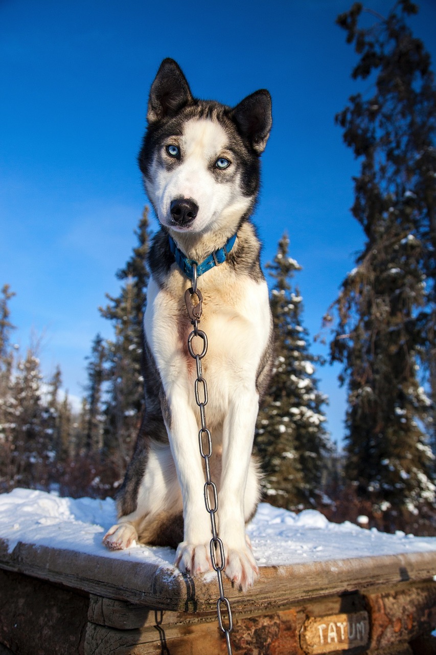 Husky, Šuo, Šunys, Sėdi, Portretas, Žiūri, Šuns Būda, Sledas Šuo, Veislynas, Vidaus