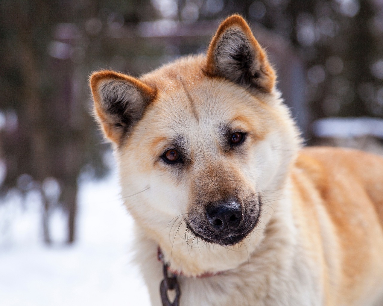 Husky, Šuo, Šunys, Portretas, Sledas Šuo, Žiūri, Gyvūnas, Vidaus, Naminis Gyvūnėlis, Darbo