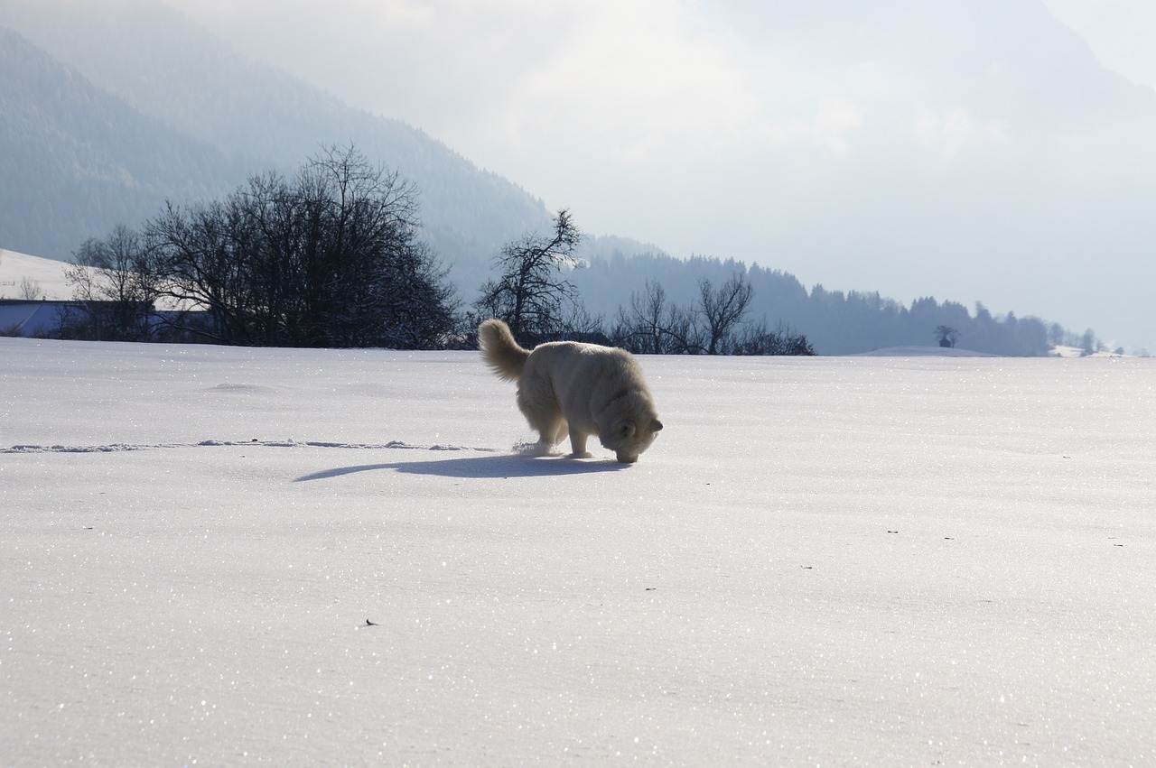 Husky, Kalnas, Savoie, Žiema, Dobilai, Sniegas, Šuo, Kraštovaizdis, Alpės, Gamta