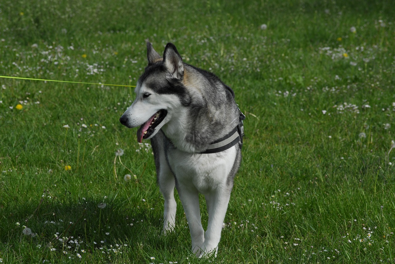 Husky, Šuo, Sniego Šuo, Žolė, Pakabukas, Nemokamos Nuotraukos,  Nemokama Licenzija