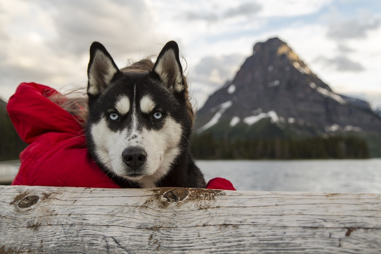 Husky, Šuo, Šunys, Portretas, Sledas Šuo, Žiūri, Gyvūnas, Vidaus, Naminis Gyvūnėlis, Darbo