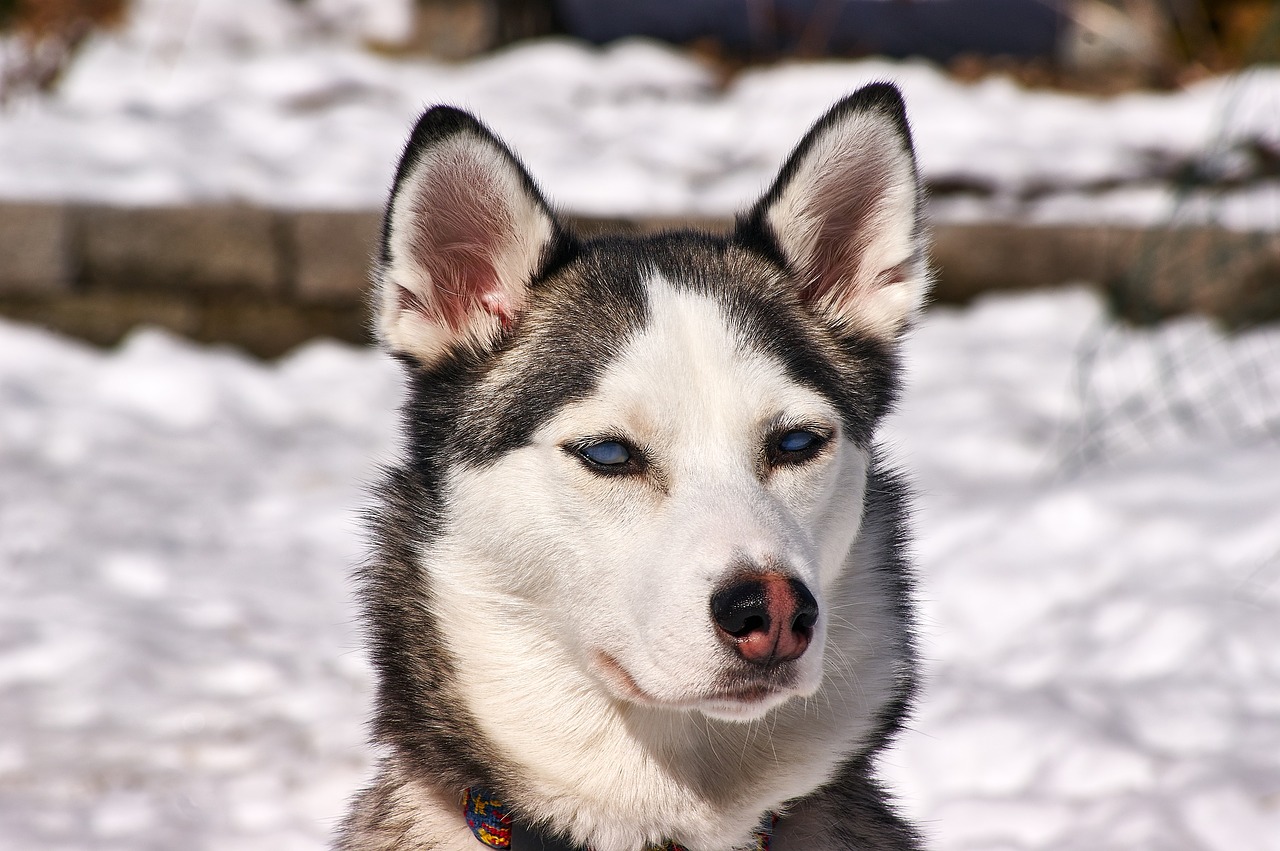 Husky, Šuo, Lauke, Mėlynos Akys, Gyvūnai Portretas, Žiema, Nemokamos Nuotraukos,  Nemokama Licenzija