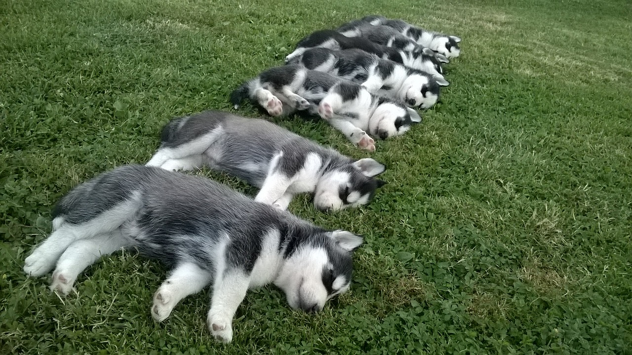 Husky, Šuniukai, Šuniukas, Šuo, Mielas, Siberianas, Gyvūnas, Jaunas, Naminis Gyvūnėlis, Šunys