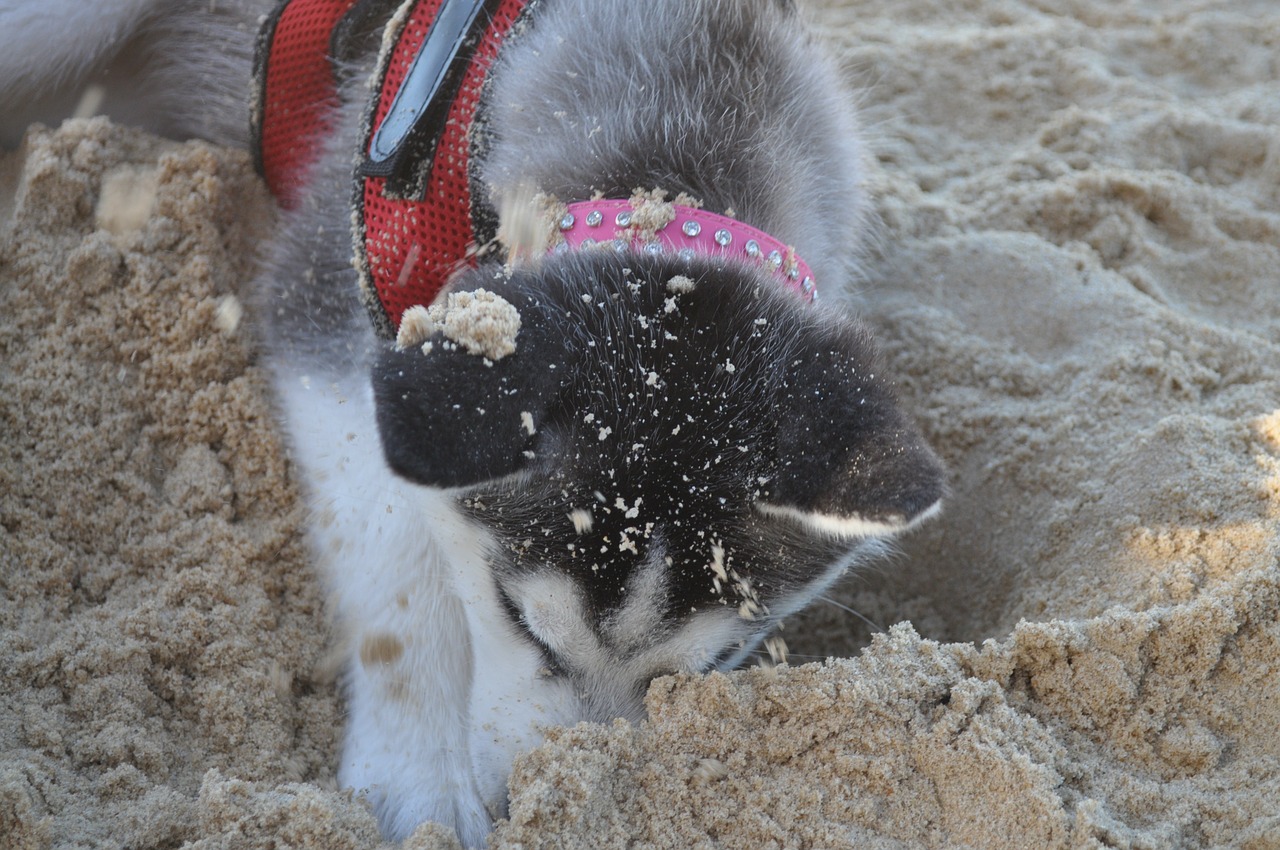 Husky, Šuo, Papludimys, Naminis Gyvūnėlis, Gyvūnas, Veislė, Siberianas, Šunys, Mielas, Kailis