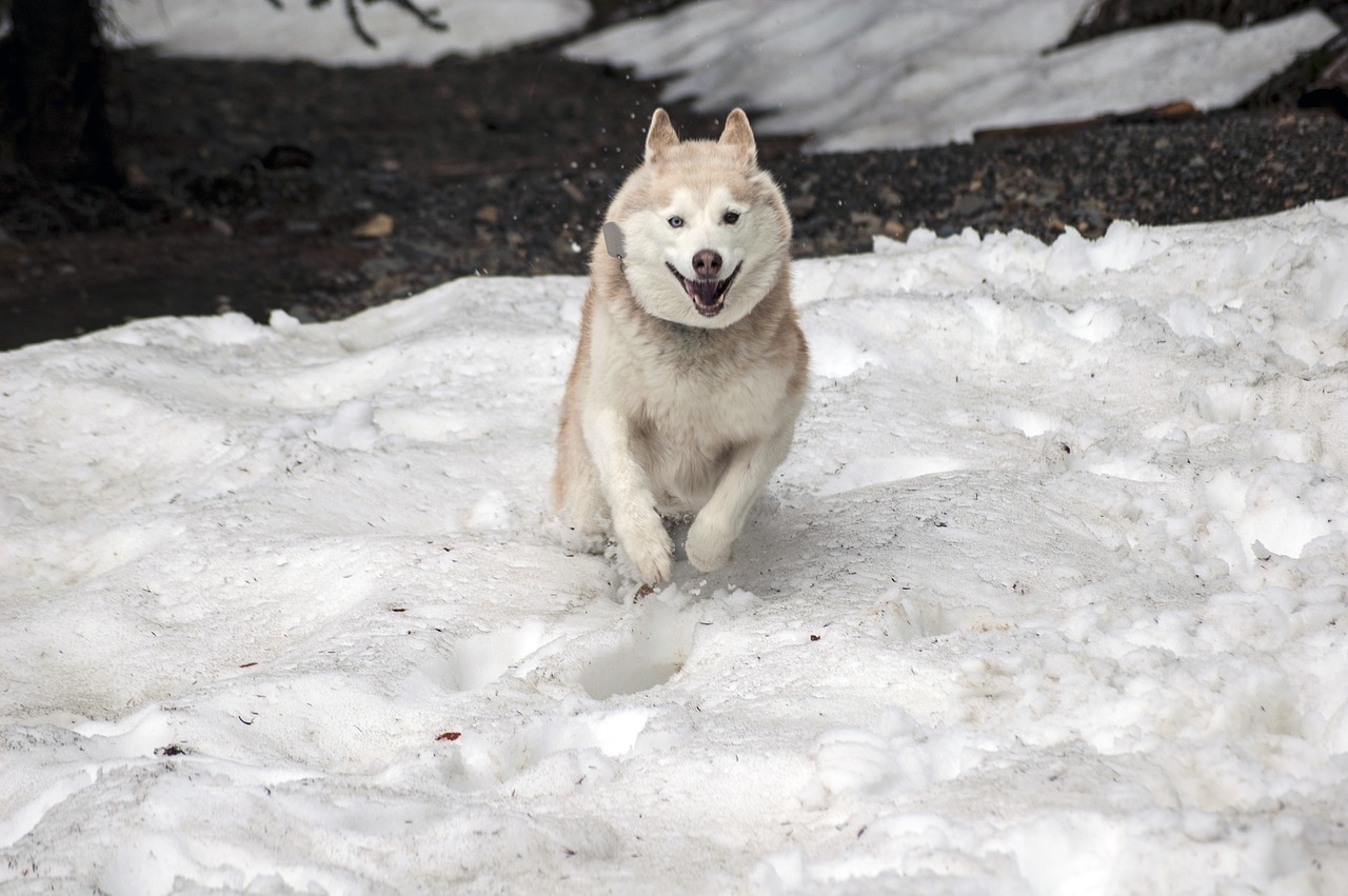 Husky, Šuo, Šunys, Naminis Gyvūnėlis, Kompanionas, Žaisti, Sniegas, Kelnės, Sleddog, Gyvūnas