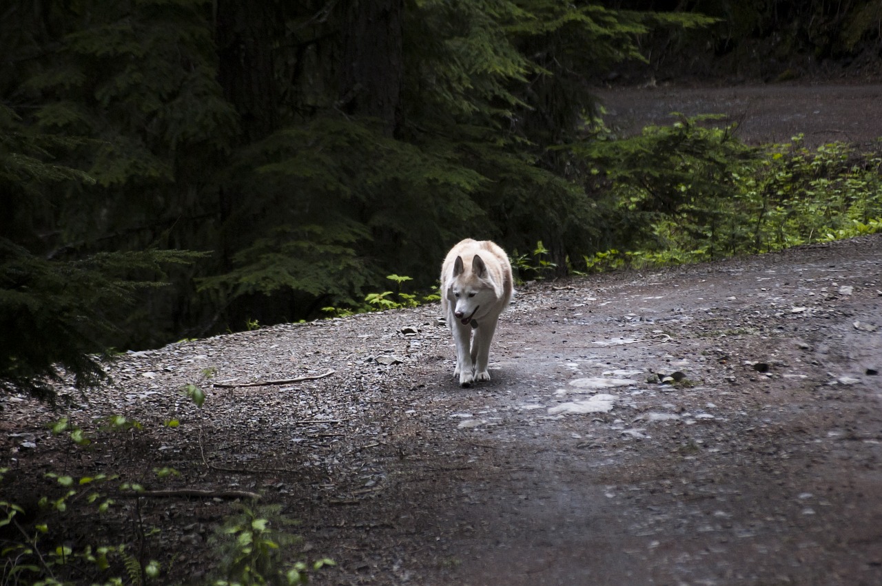 Husky, Šuo, Šunys, Naminis Gyvūnėlis, Kompanionas, Žaisti, Sniegas, Kelnės, Sleddog, Gyvūnas