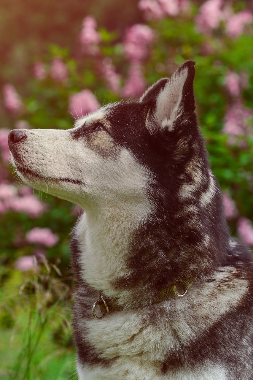 Husky, Šuo, Naminis Gyvūnėlis, Gyvūnas, Veislė, Portretas, Siberianas, Vidaus, Lauke, Profilis