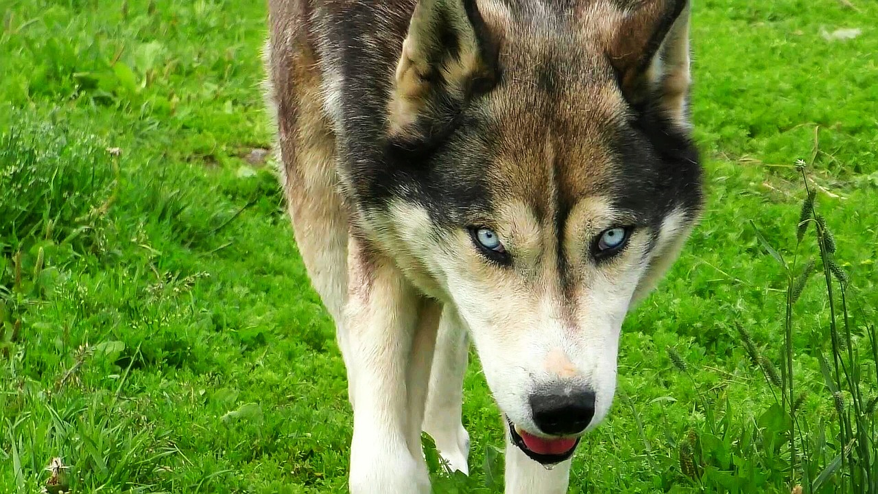 Husky, Vilkas, Šuo, Laukinis Gyvūnas, Saldus, Nuobodus, Grėsmė, Laukinės Gamtos Fotografija, Akys, Mėlyna Akis