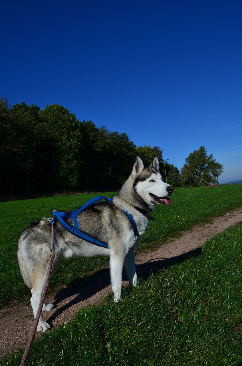 Husky, Sledas Šuo, Sibiro Haskis, Gamta, Prabudau, Saulėtas, Nemokamos Nuotraukos,  Nemokama Licenzija