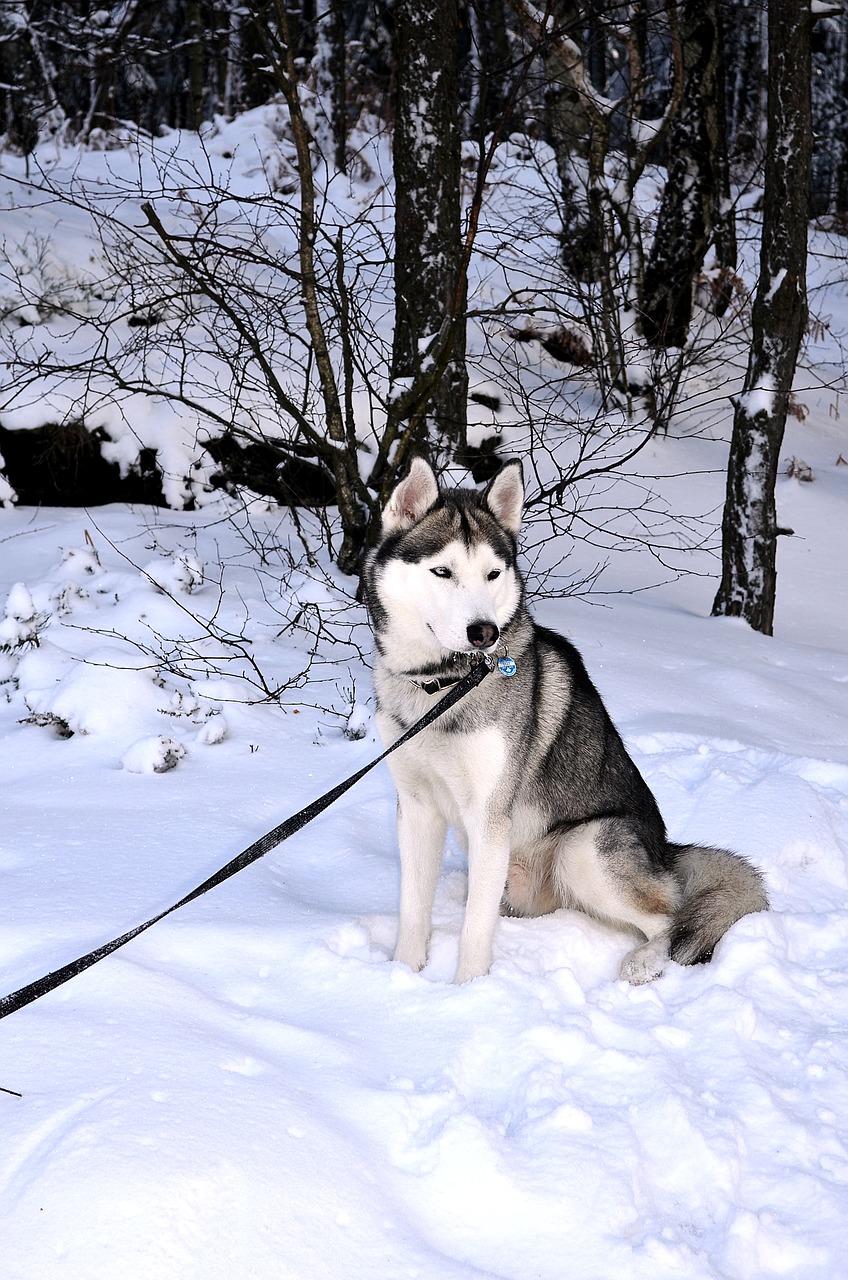 Husky, Šuo, Sibiro Haskis, Sledas Šuo, Saulėtas, Žiema, Portretas, Gyvūnas, Nemokamos Nuotraukos,  Nemokama Licenzija